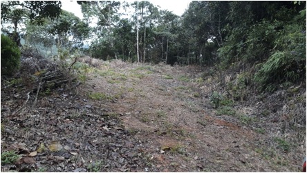 Vista de la pendiente en el lote y vegetación