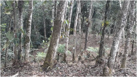 Vista del bosque y su diversa vegetación