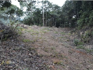 Vista de la pendiente en el lote y vegetación