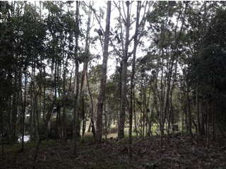 Vista de la pendiente en el lote y vegetación