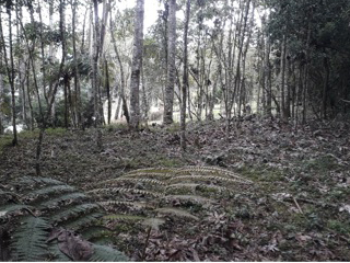Vista del bosque dentro del lote