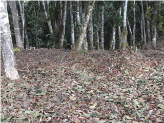 Vista de la entrada al bosque dentro del lote